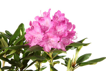 Rhododendron flower