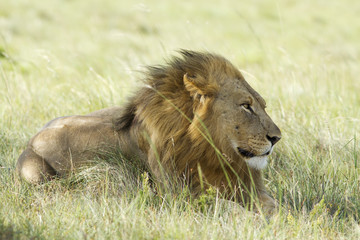 A lion male rests on a grassland