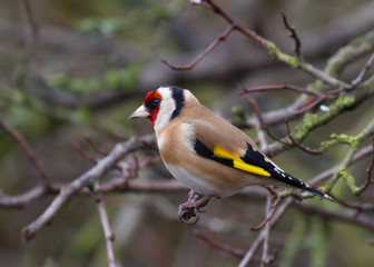 Goldfinch