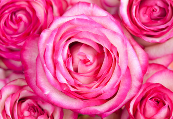 Pink Roses