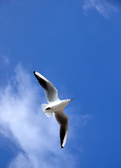 vol de mouette en méditerranée fond ciel bleu