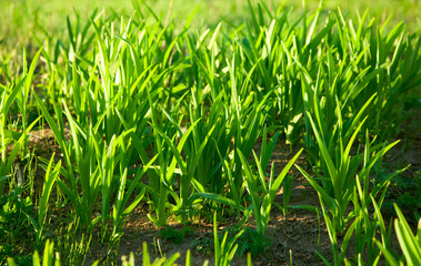 Obraz premium Early morning sunbeams on growing plants