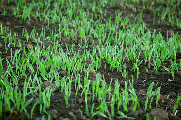 Young green sprouts of wheat