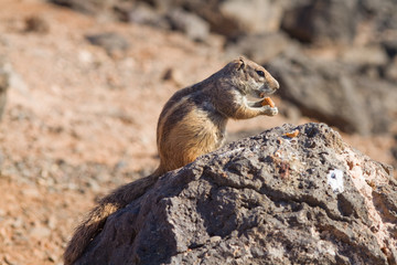 Naklejka na ściany i meble Ground Squirrel