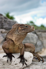 Kuba-Wirtelschwanzleguan