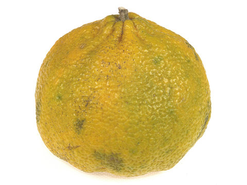 Ugli Fruit