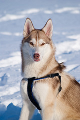 Husky sitting outdoors, winter