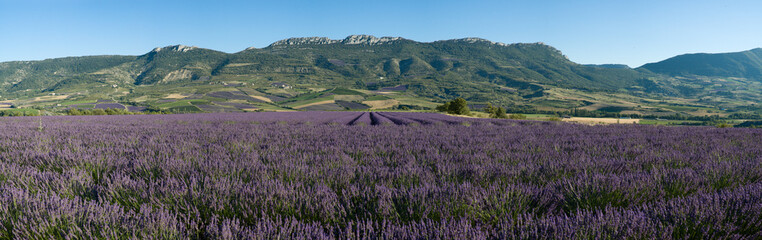 champ de lavande Provencal