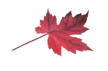 Hoja roja aislada sobre fondo blanco
