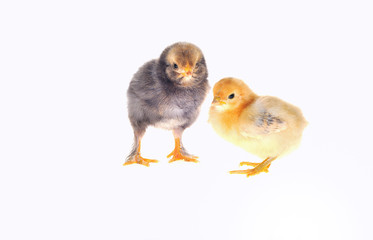 Pollitos aislados sobre fondo blanco.