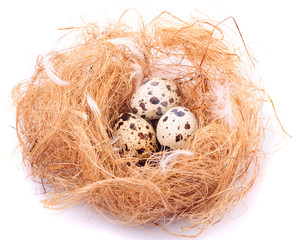 Obraz premium quail's eggs