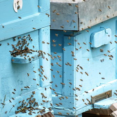 Obraz na płótnie Canvas ula i pszczoła