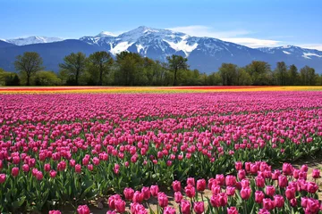Foto op Plexiglas Field of tulips © Barbara Helgason