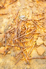 group of rust old nails