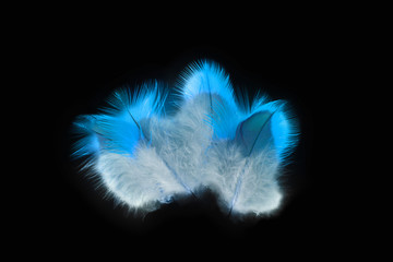 Deko feathers blue