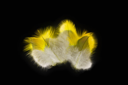 Deko feathers yellow