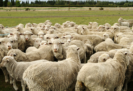 sheeps in argentinian farm