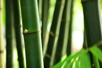 Fototapeta premium bamboo