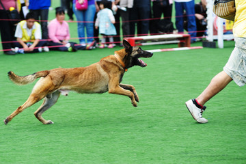 Police dog chasing robber