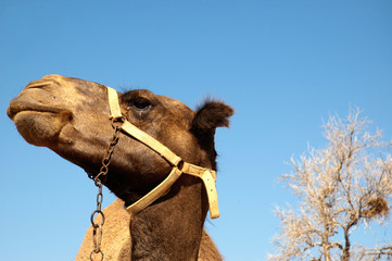 Close up camel head opposite blue sky