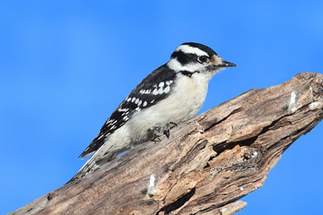 Obraz premium Male Downy Woodpecker (picoides pubescens)