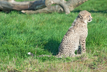 Cheetah (A. Jubatus) cub sits in the grass