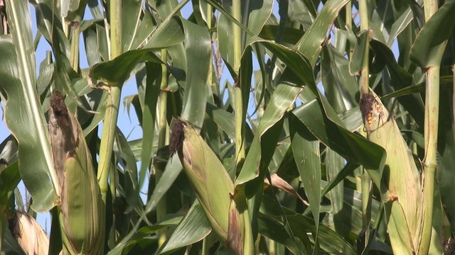 Corn with ears nearly ready for harvest.