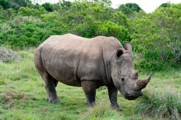 rhino4