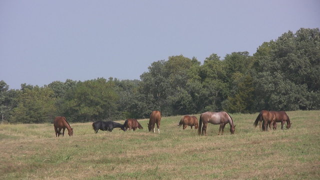 Herd of horses grazing in a pasture.