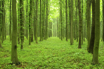 green forest