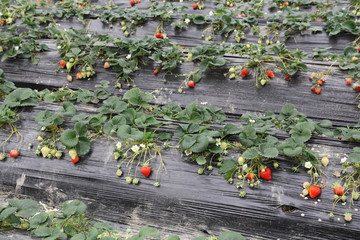 strawberries field