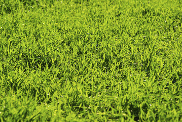 green lawn