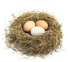 egg in nest