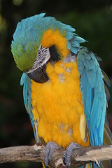 Perroquet Ara
