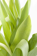 Fototapeta premium Tulip