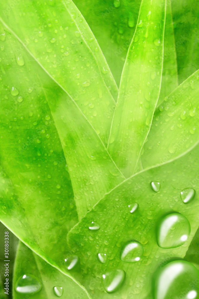 Wall mural green leaf with drops of water .