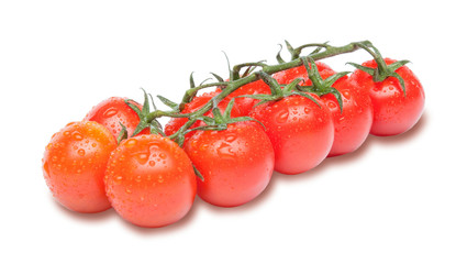 Cherry tomatoes on the branch with water drops