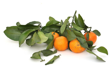 Ripe tangerine orange just kept from farm