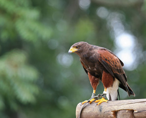 Parabuteo unicinctus (Buse de Harris -Harris Hawk)