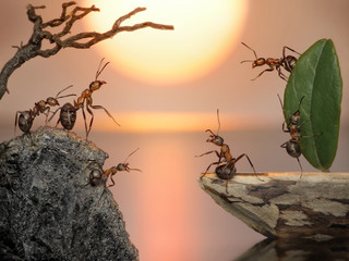 team of ants sailing back home, fantasy