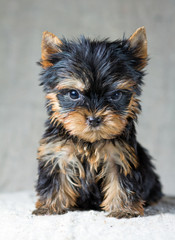 Yorkshire Terrier Puppy