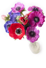 vaso di fiori - anemoni