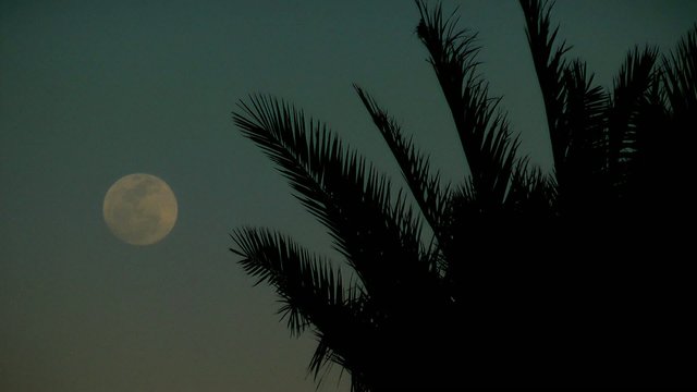 moon and palm