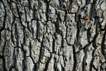 Tree bark background texture