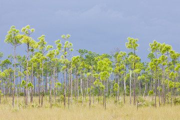 Everglades National Park, Florida, USA