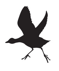 silhouette of the bird on white background