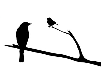 silhouette of the bird on branch