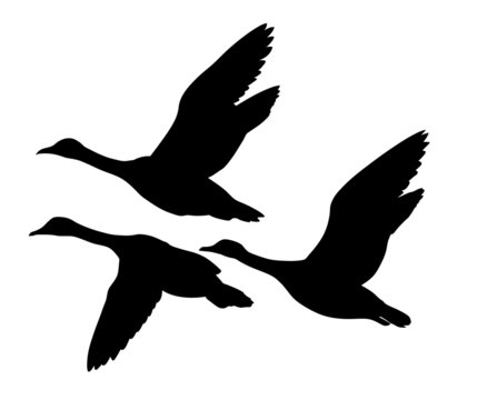 silhouette flying ducks on white background