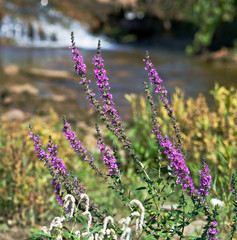 Obraz premium Wildflowers