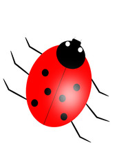 Marienkäfer